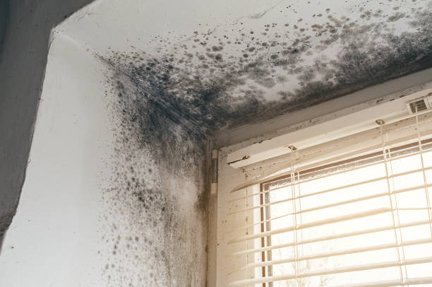 Affordable Mold Remediation solutions in Mine Hill, NJ